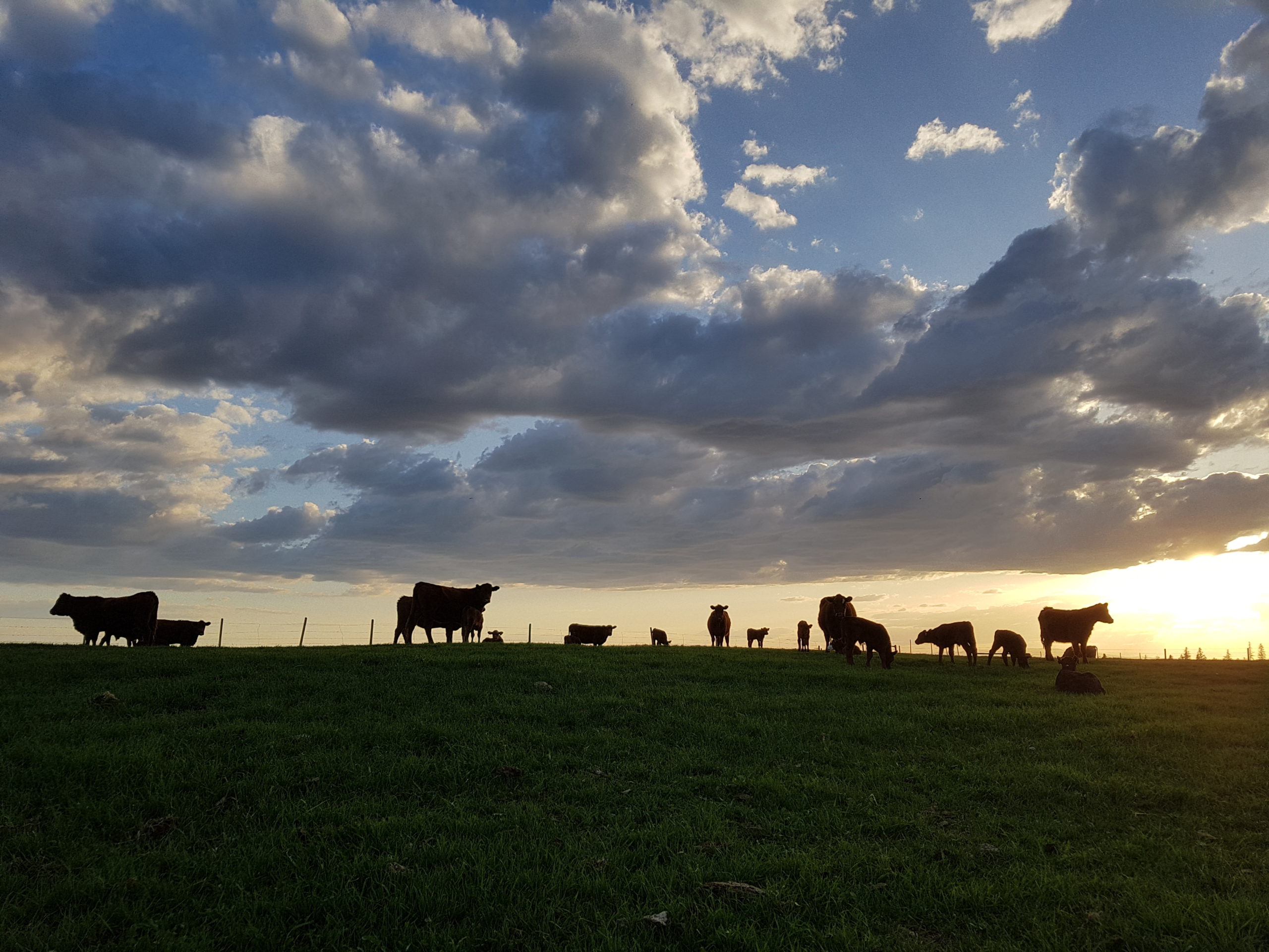 Cows grazing against a sunset at Hart Lake Ranch, BC