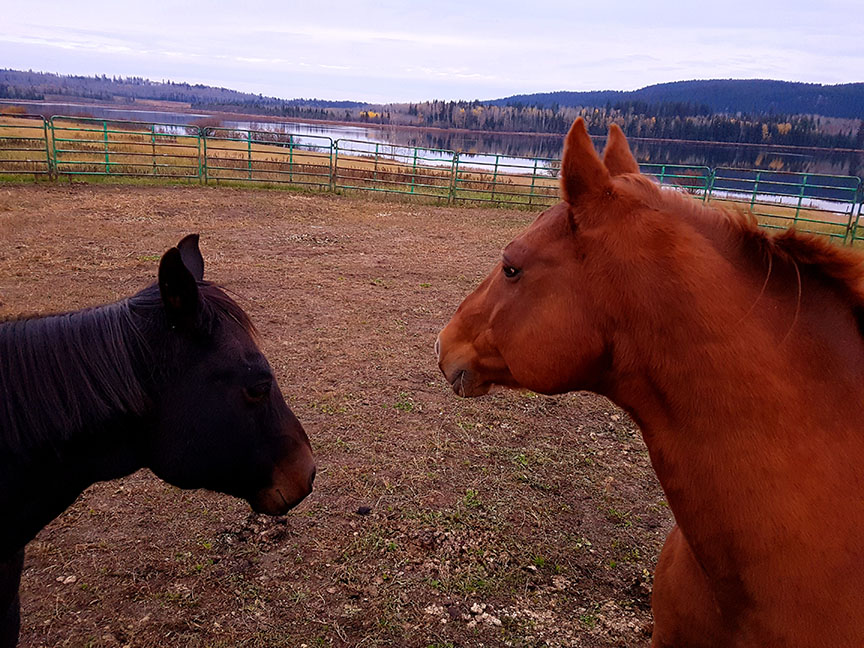 two horses in a pen at Hart Lake Ranch