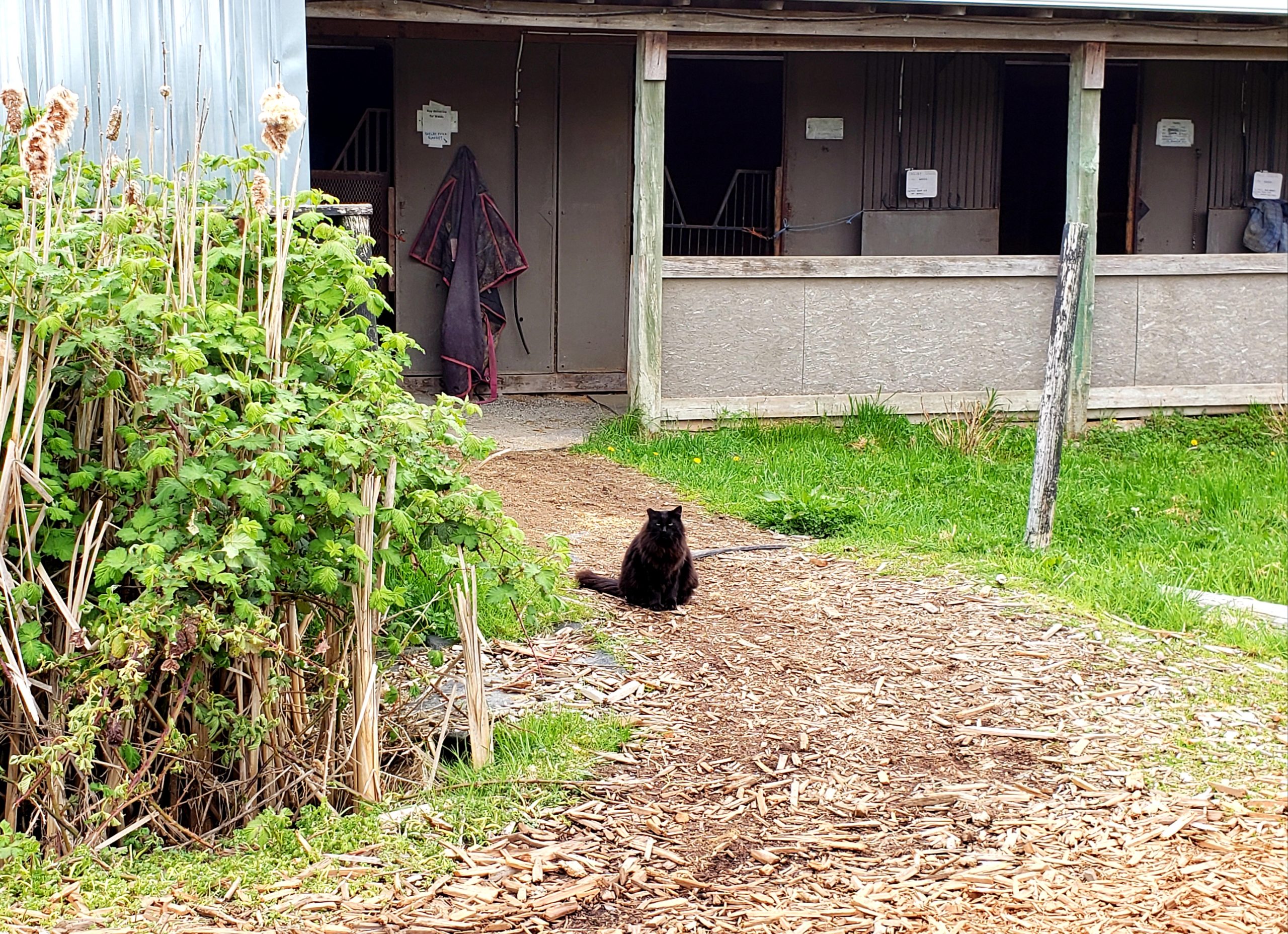 photo of a fluffy black cat sitting in front of a row of stalls at a barn