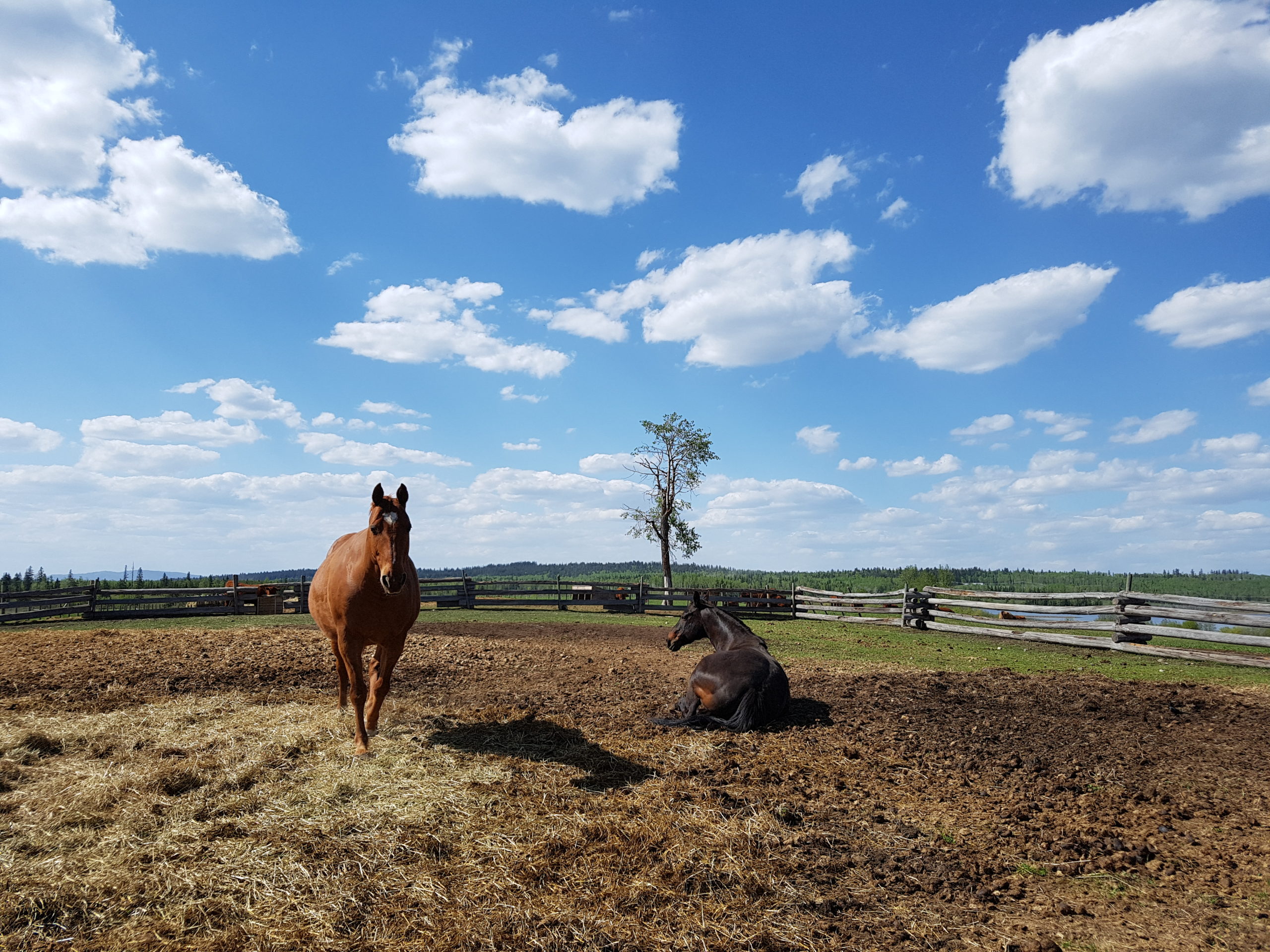 horses hanging out in their paddock at Hart Lake Ranch