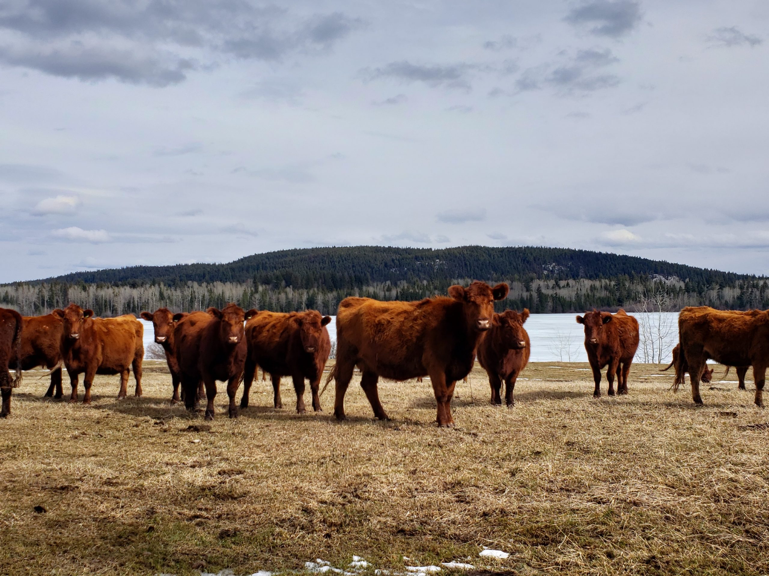 herd of fluffy chestnut cows in front of frozen Hart Lake in winter