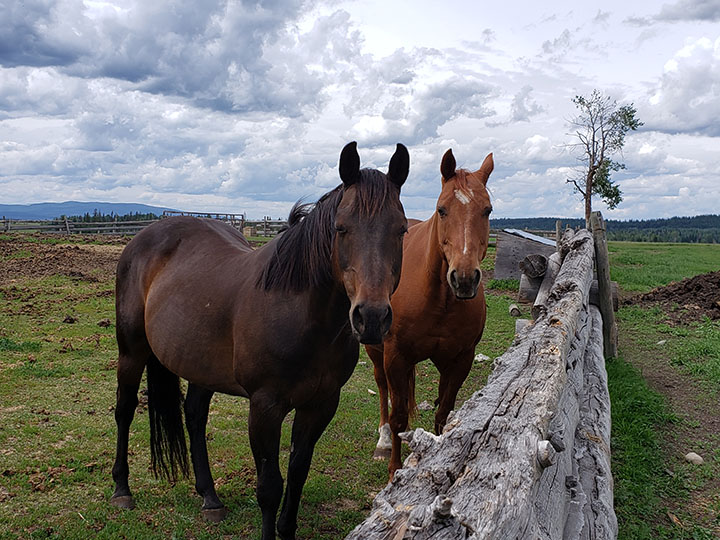 photo of two horses in a field at Hart Lake Ranch