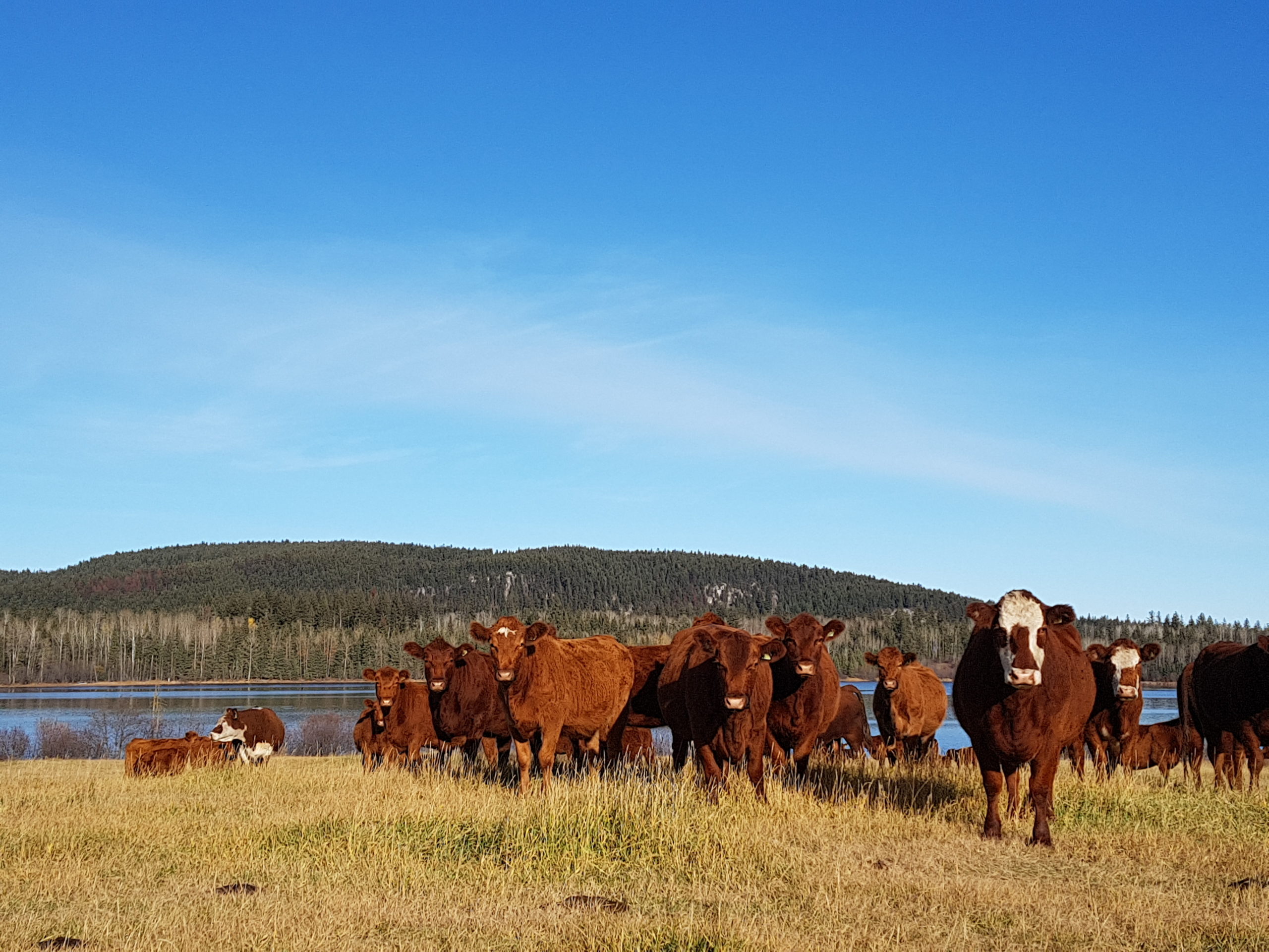 herd of cows against a scenic backdrop at Hart Lake Ranch