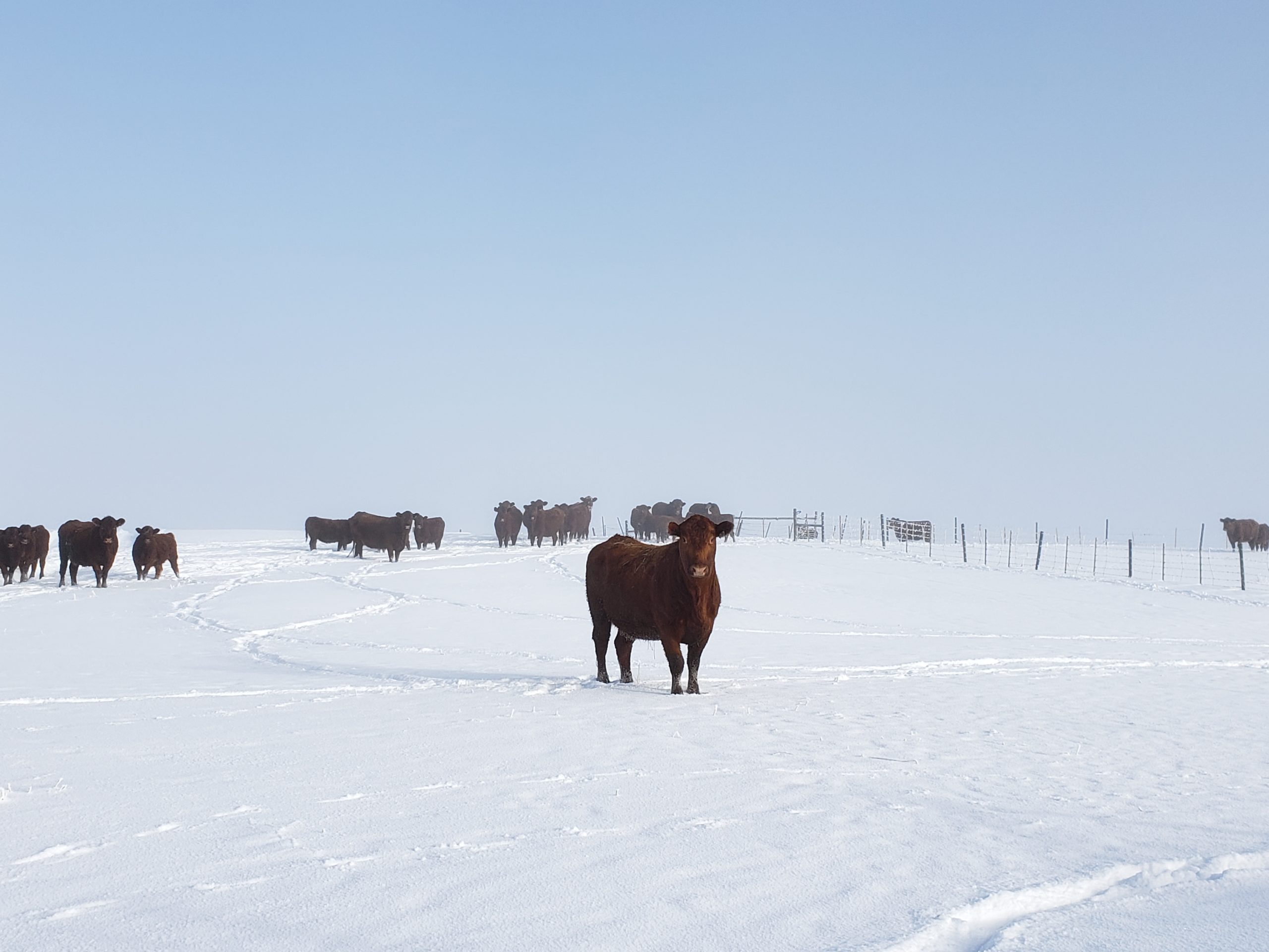 a herd of cows standing in a snow-covered field, with a single cow at the front