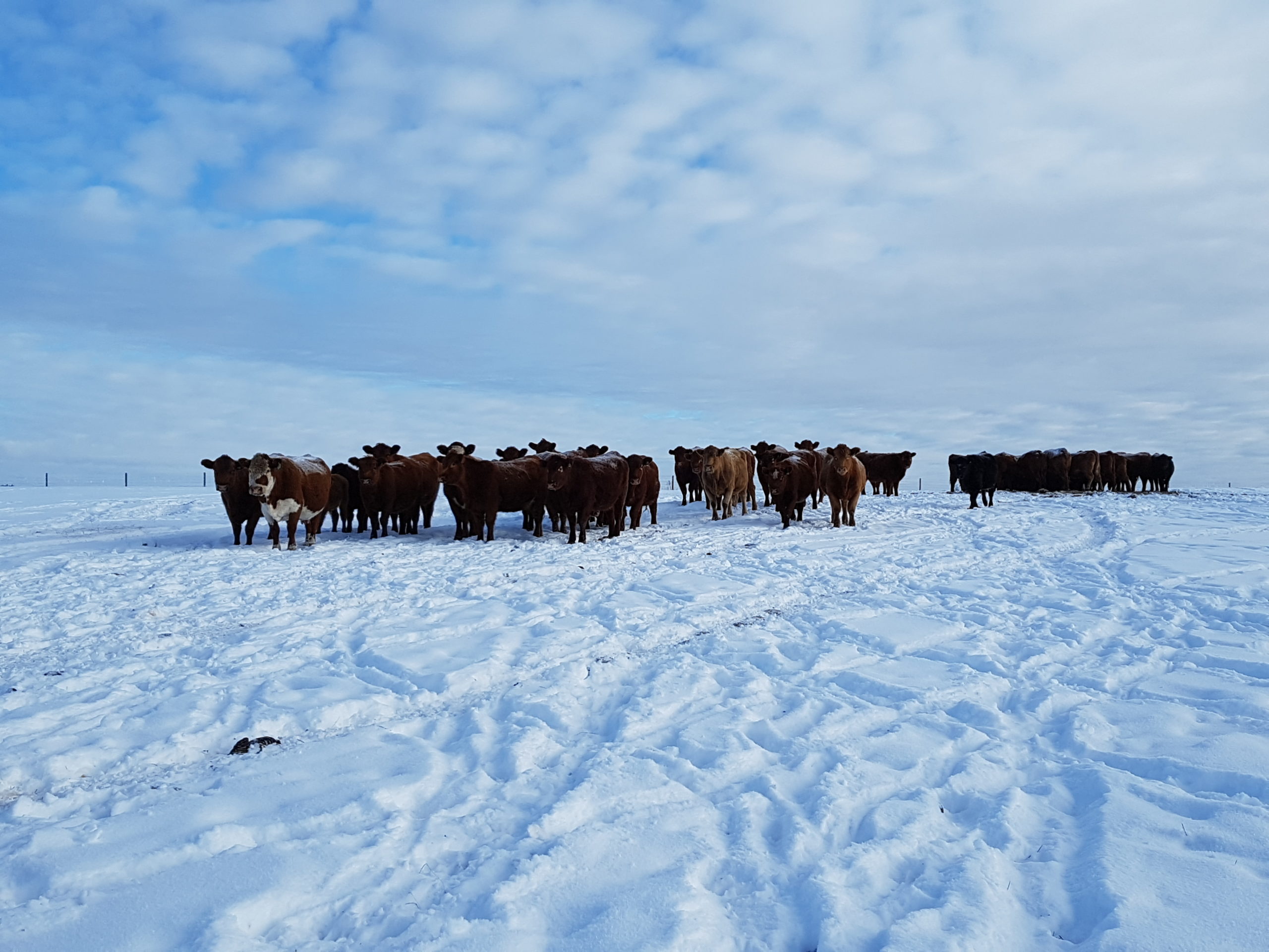 cows in winter at Hart Lake