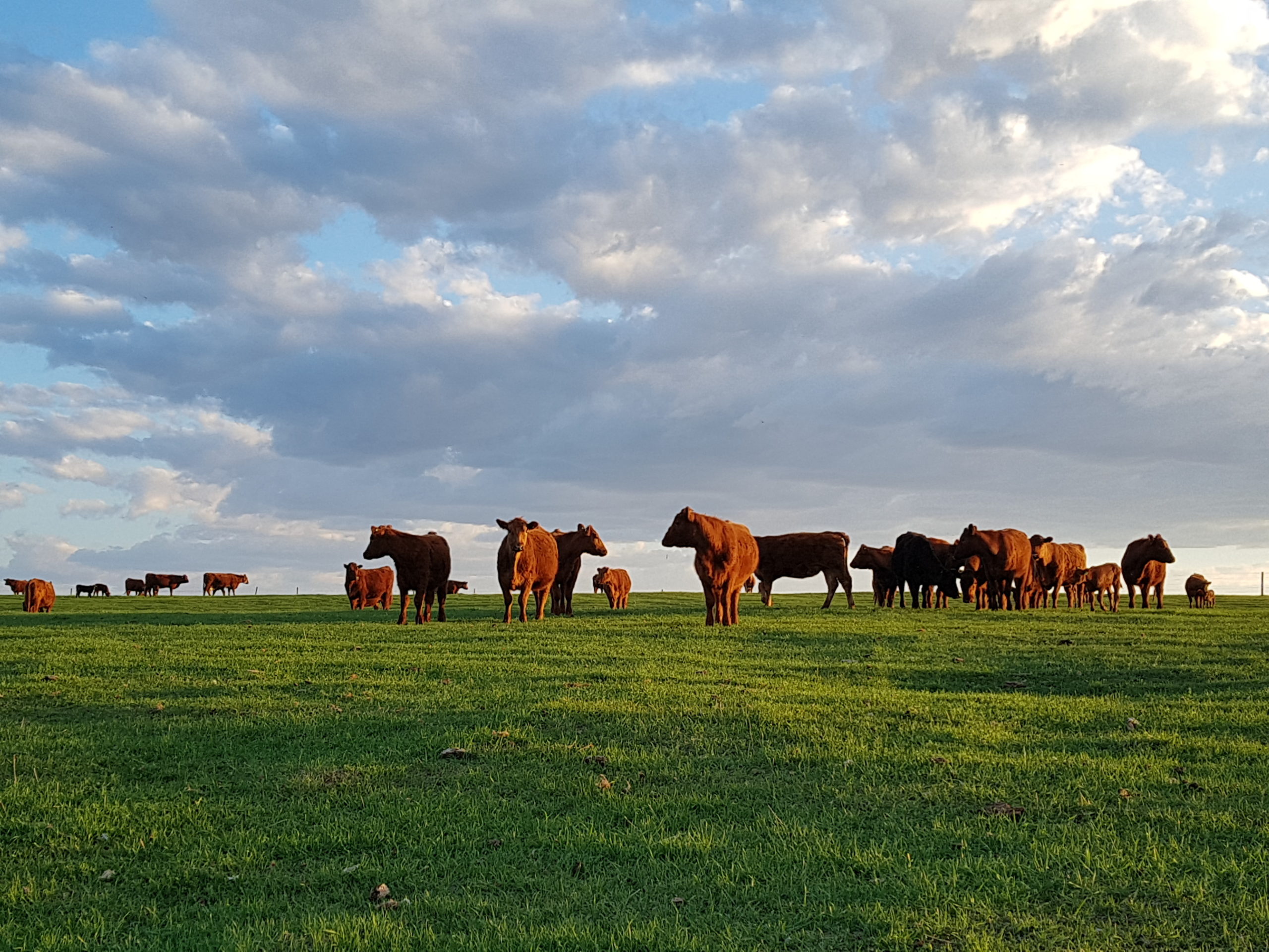 photo of cows in a sunny field at Hart Lake Ranch, BC