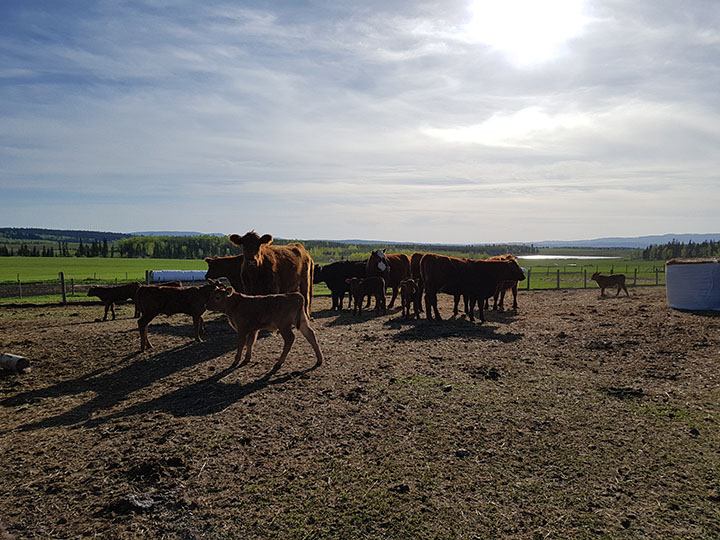 herd of cows in the sunshine at Hart Lake Ranch