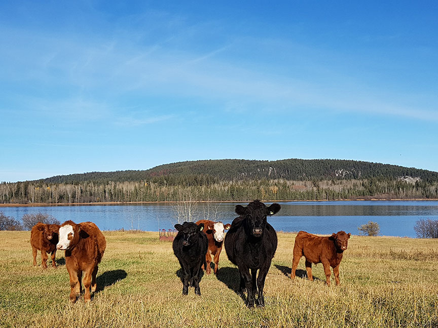 photo of cows in front of Hart Lake, BC