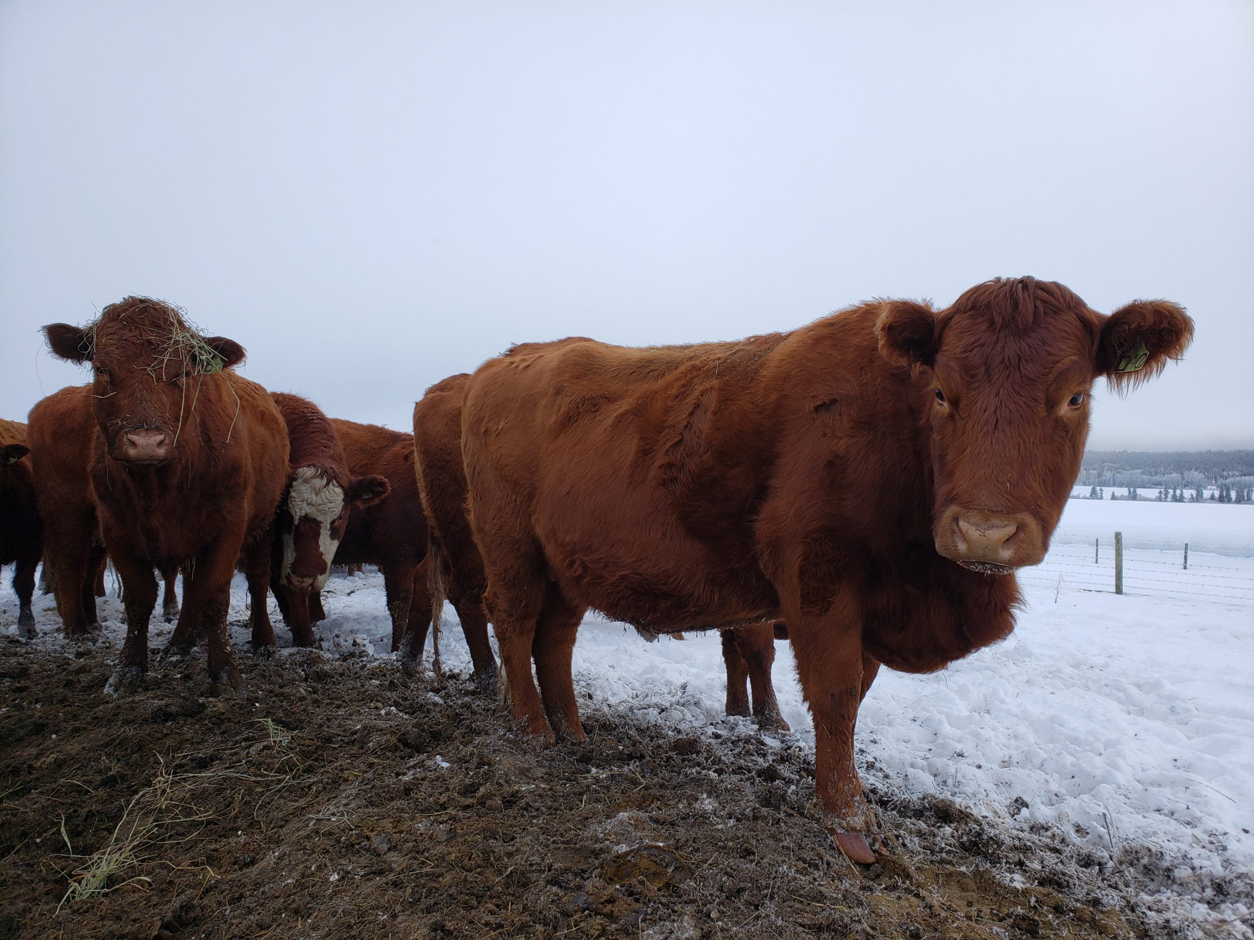 closeup photo of a herd of cows in the snow