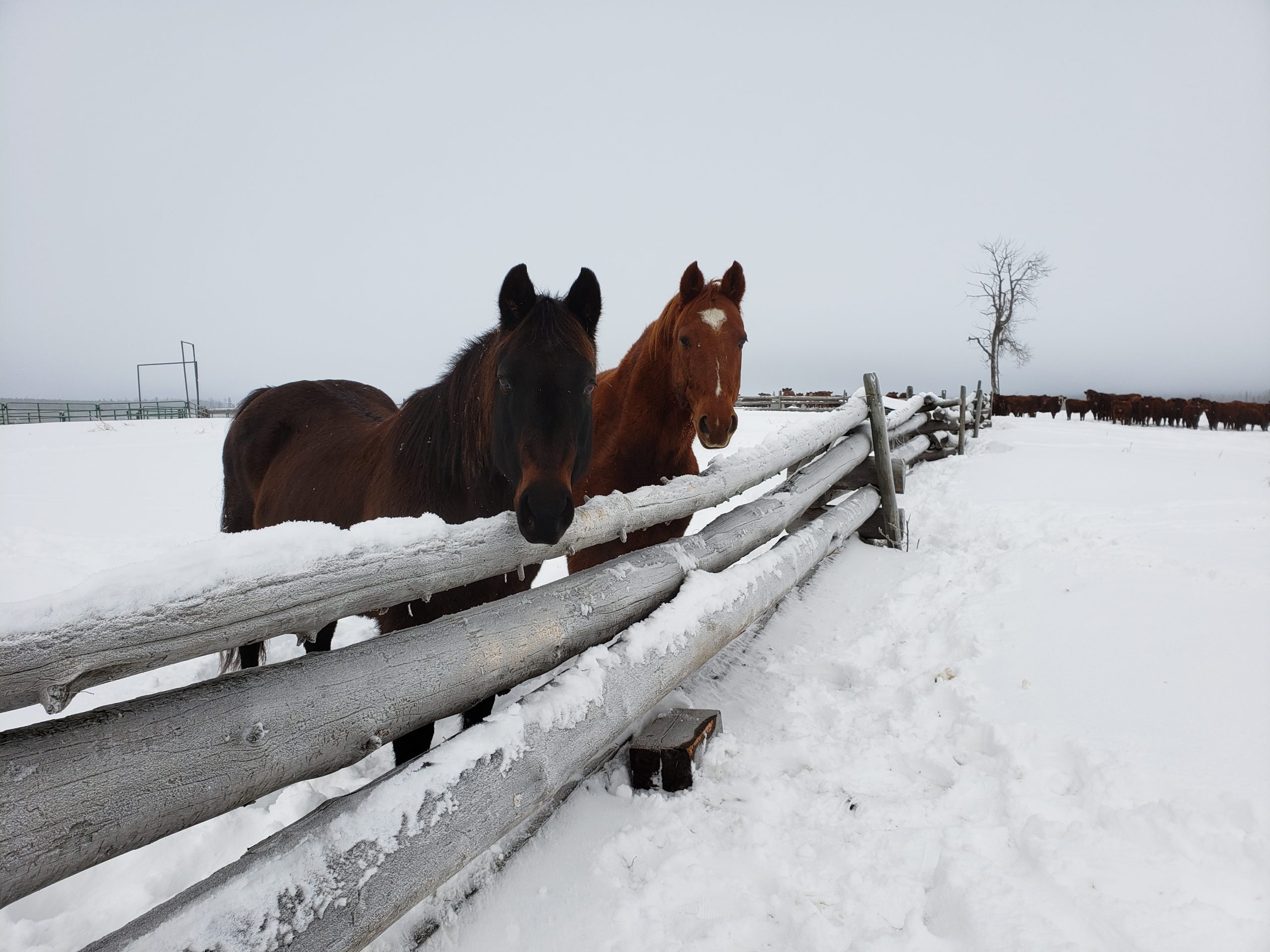 two horses in a snowy field