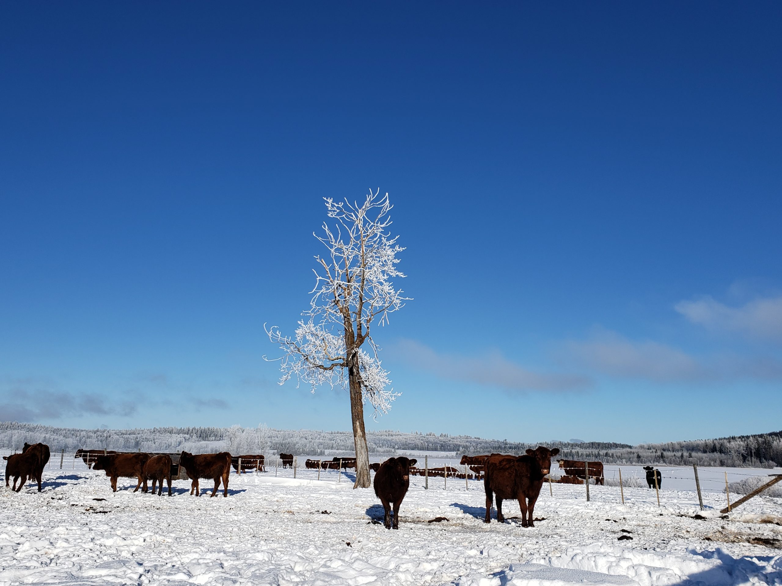 photo of yearling cows in a snowy field