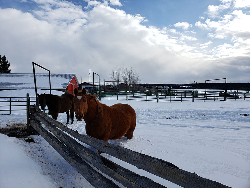photo of two quarter horses in a snowy paddock