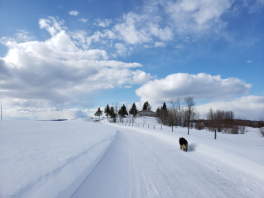 photo of a long ranch driveway covered in three feet of snow, with a dog jogging along up ahead