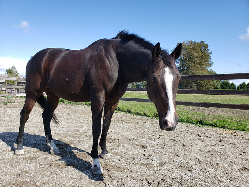 photo of a bay thoroughbred horse in a sunny paddock