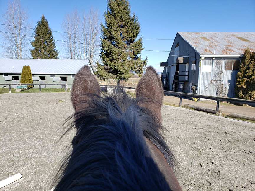 photo looking out at a riding arena between a horse's ears