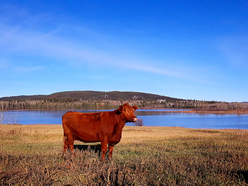 red Angus cow in the sun, in front of Hart Lake