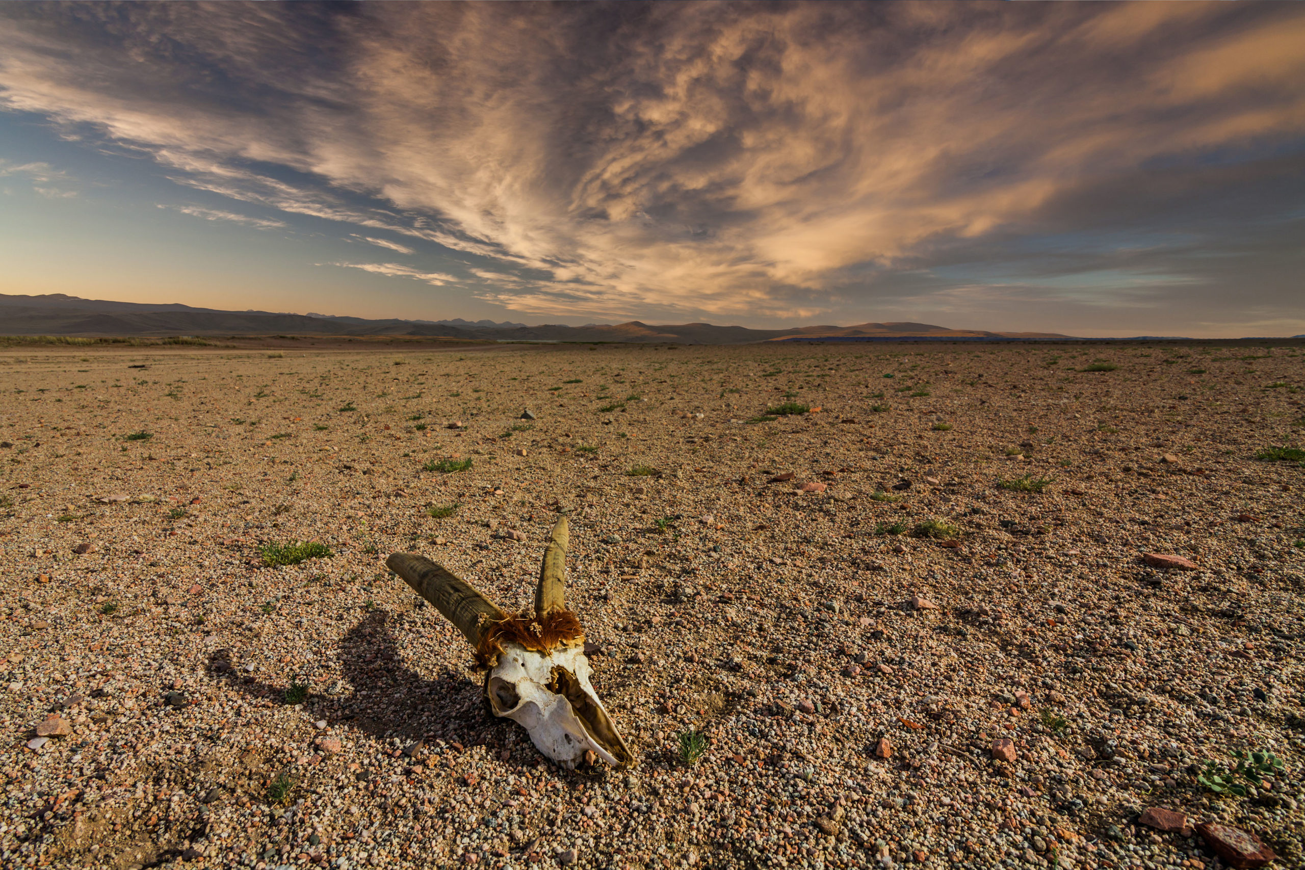 All Star Western: photo of a deer skull in the desert