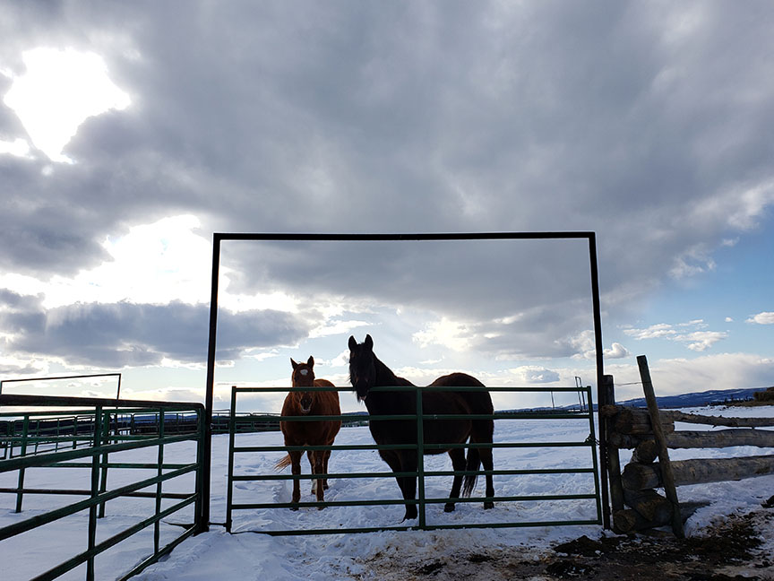photo of two horses in a snowy paddock on an overcast day