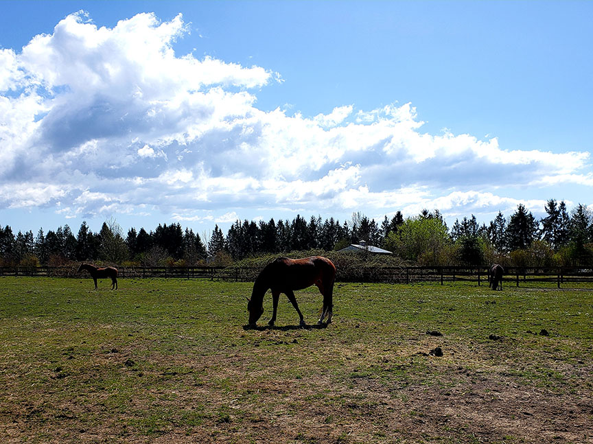 photo of horses grazing in a sunny paddock