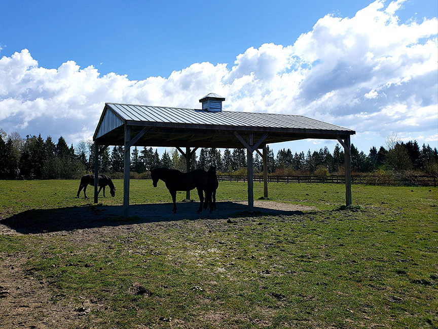 photo of horses under a shelter in a sunny paddock
