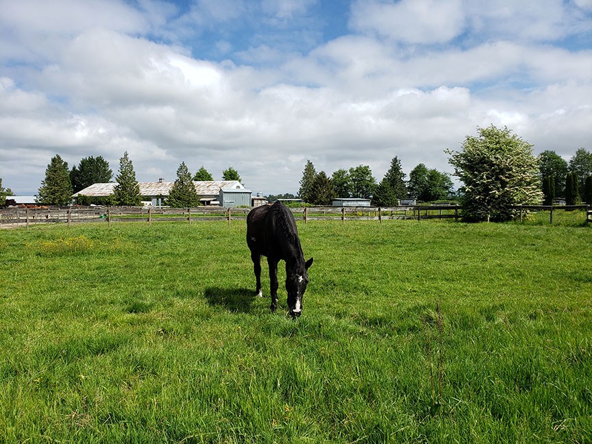 photo of a dark bay horse grazing in a sunny paddock
