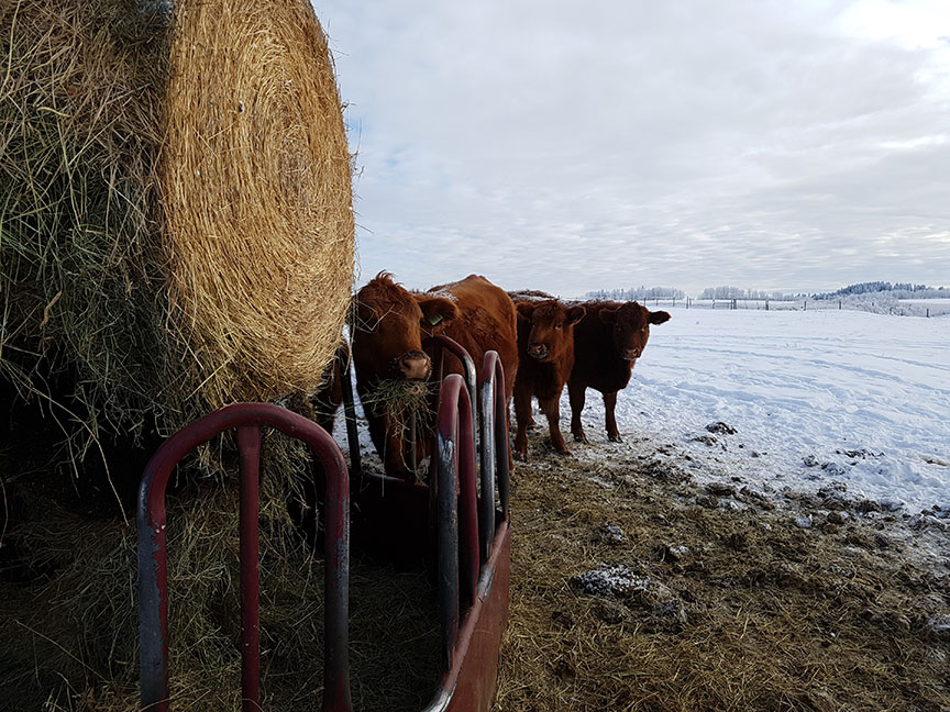 photo of three angus cows grabbing hay in the middle of a snowy field