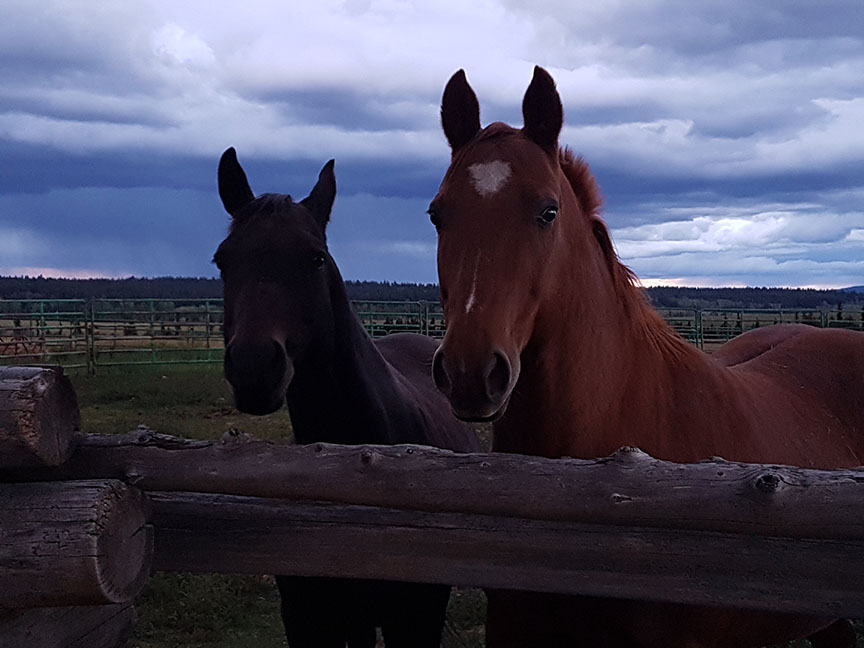 photo of two quarterhorses in a paddock with a dark and stormy sky