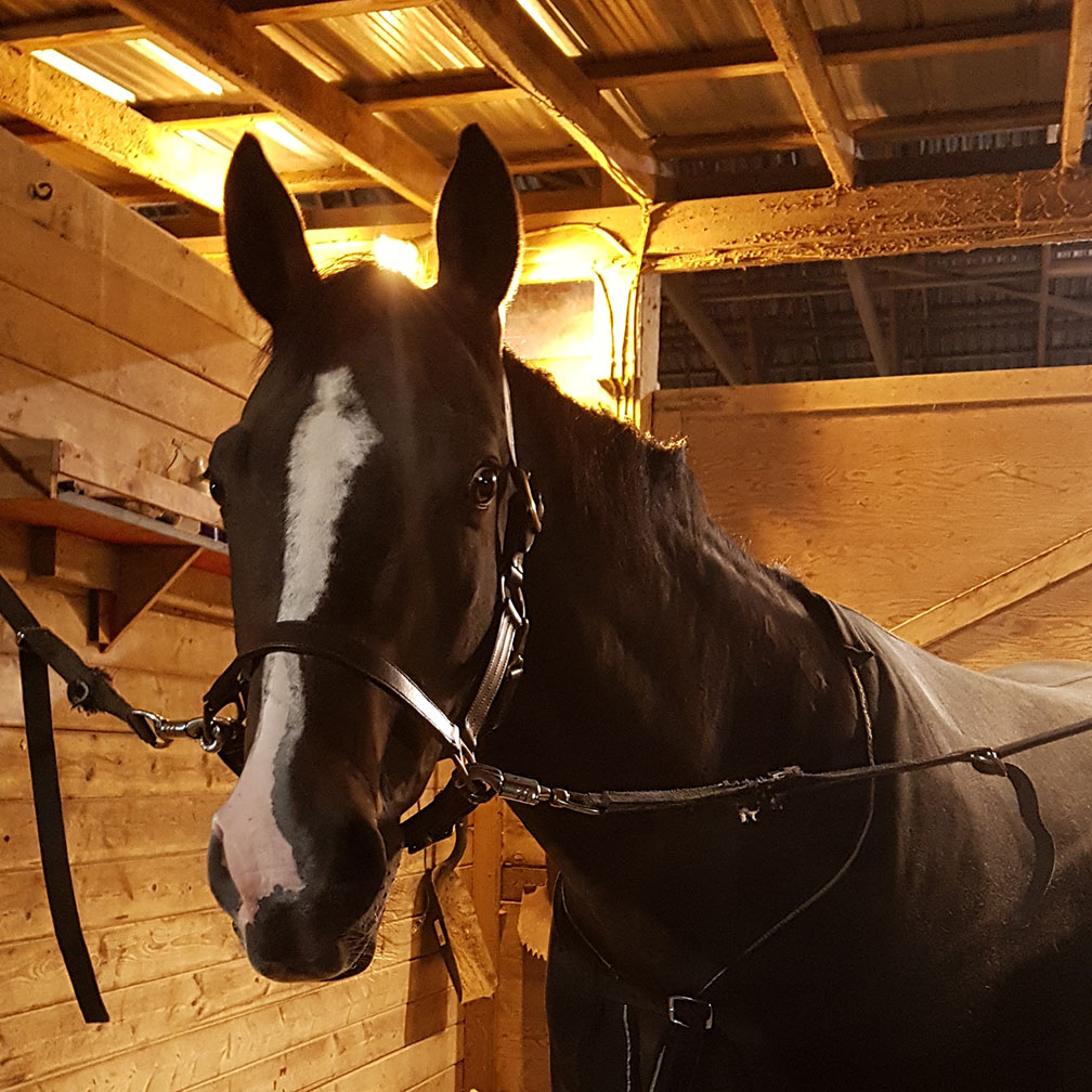 photo of a horse in the crossties at a stable, looking nervous