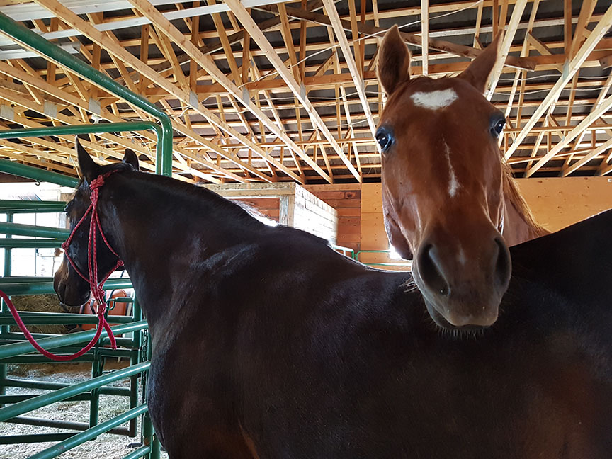 two quarterhorses hanging out inside a barn, one looking over the other's back