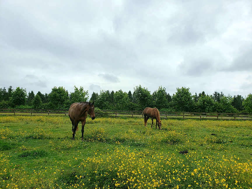 photo of two horses grazing in a field full of yellow flowers, on a rainy day
