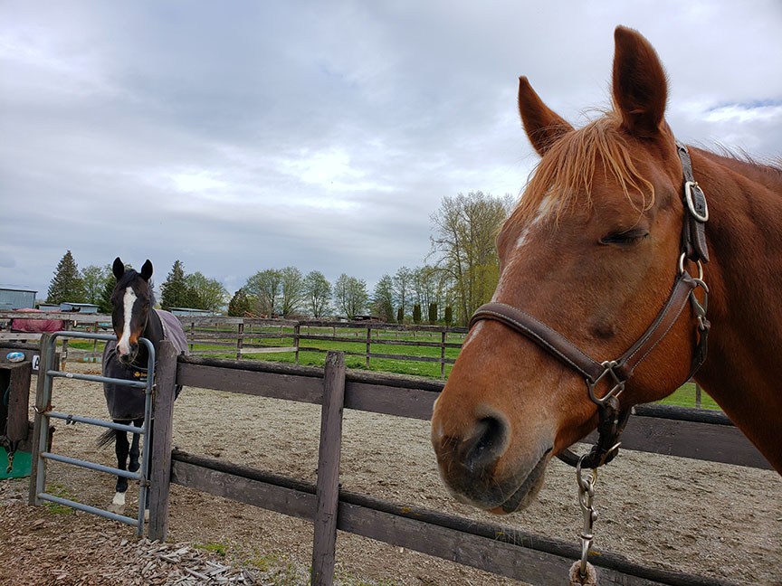 photo of a chestnut mare in the foreground, with a bay gelding watching from behind a paddock fence