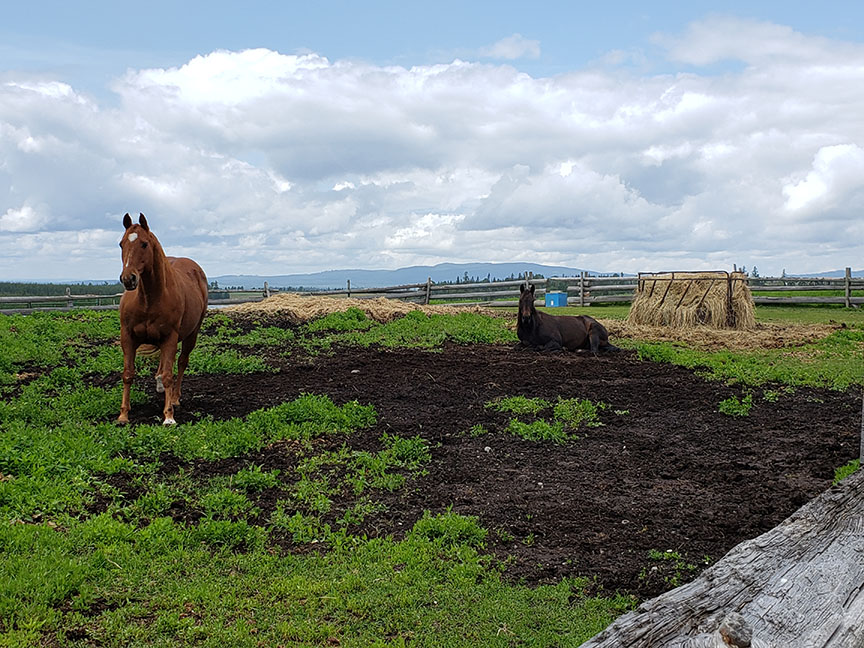 photo of two quarter horses in a paddock, one lying down and the other standing