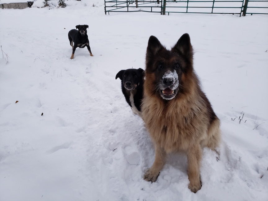 photo of three ranch dogs in the snow waiting for someone to throw a stick, a German shepherd named Tello at the front with snow all over his snoot