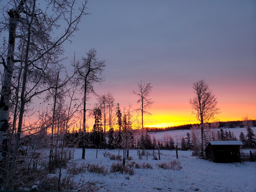 photo of a pink and orange sunrise over a snowy paddock filled with sparse trees and a loafing shed