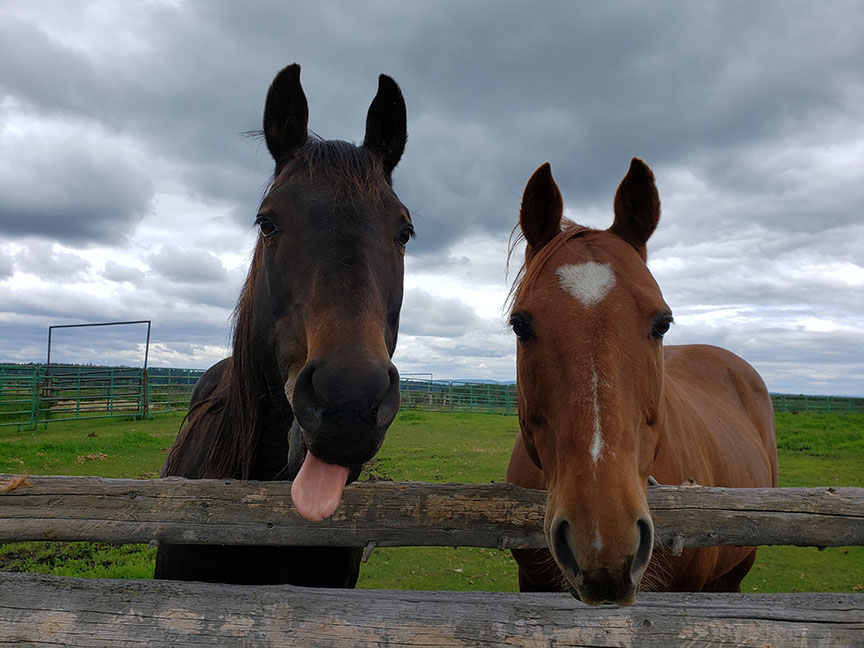 photo of two quarterhorses on an overcast day, the bay has his tongue sticking out while the chestnut looks serious