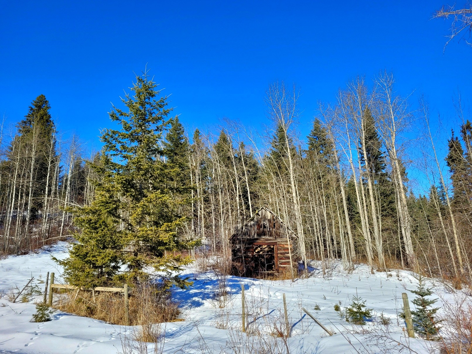 photo of a dilapidated wooden building surrounded by snow and trees