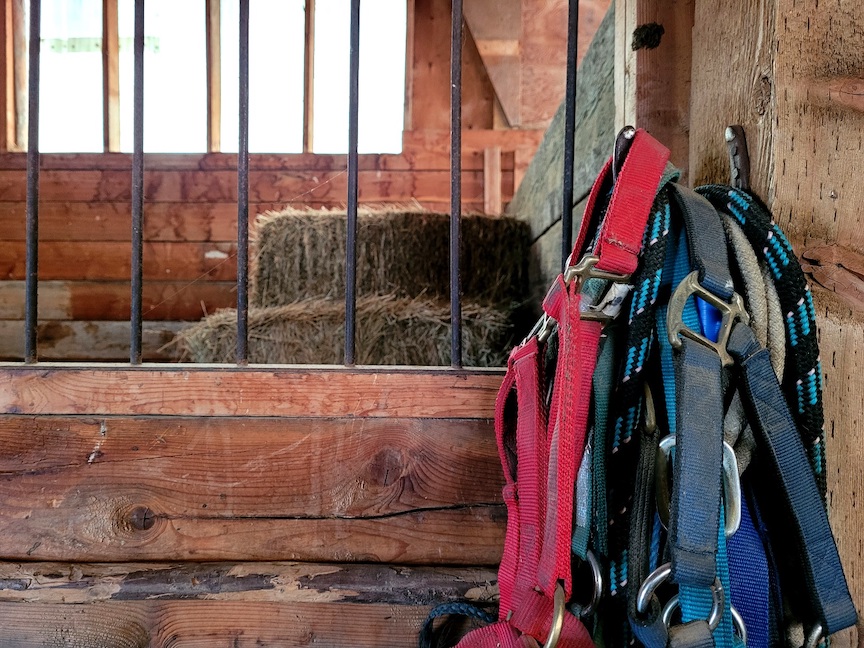 photo of a cluster of halters hanging from a stall door, with stacks of hay visible in the stall