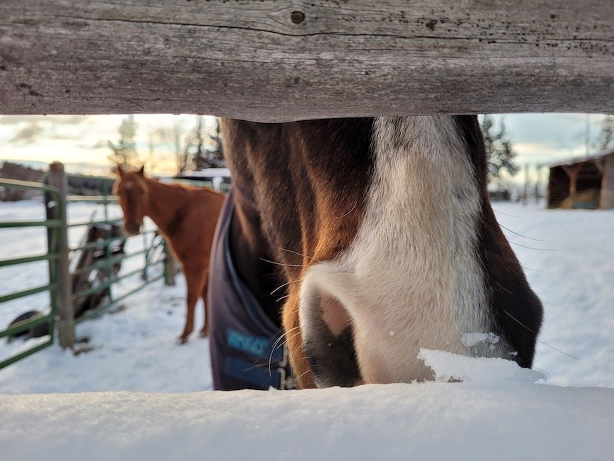 photo peeking through a snow-covered wooden gate at a horse's nose with a white blaze on it