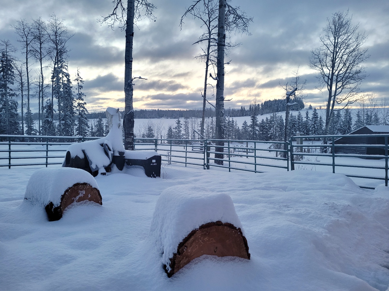 photo of snow-topped stumps of wood in early morning light