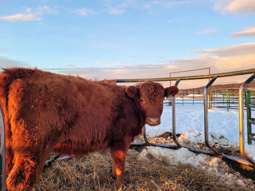 photo of a yearling cow stuck in a round feeder at sunset