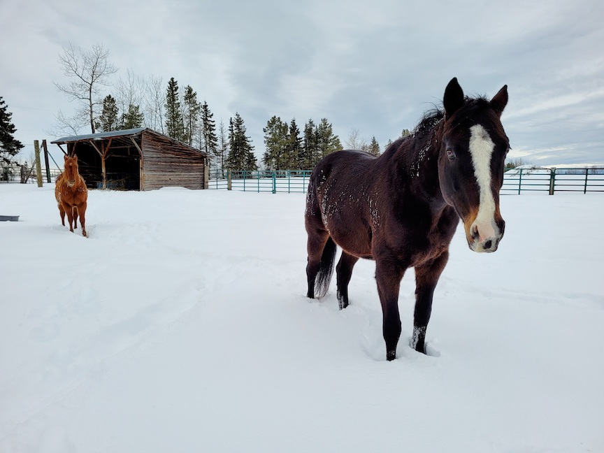 photo of two horses in deep snow