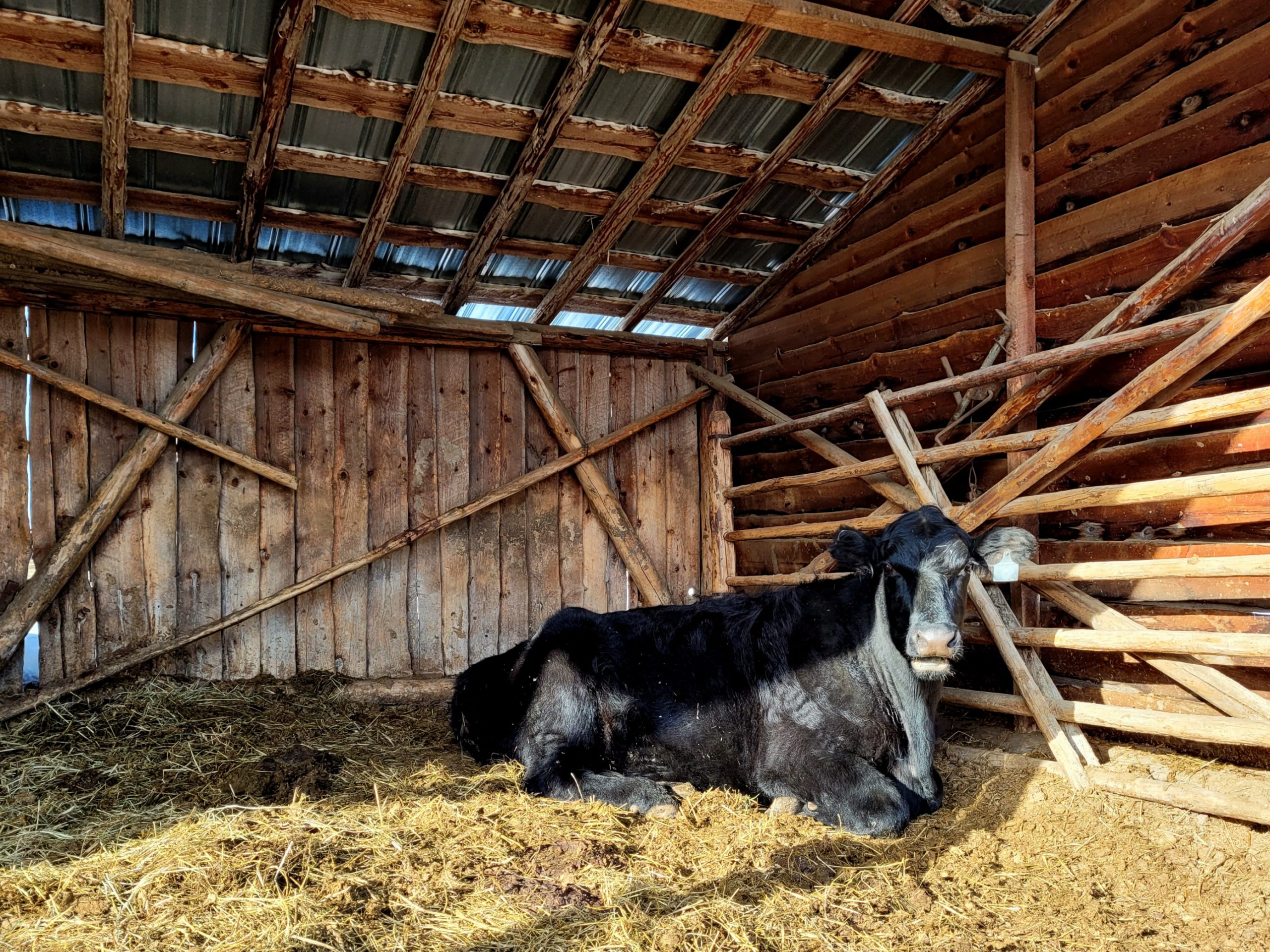 photo of a black angus cow lying down in the sun a bed of hay in a loafing shed