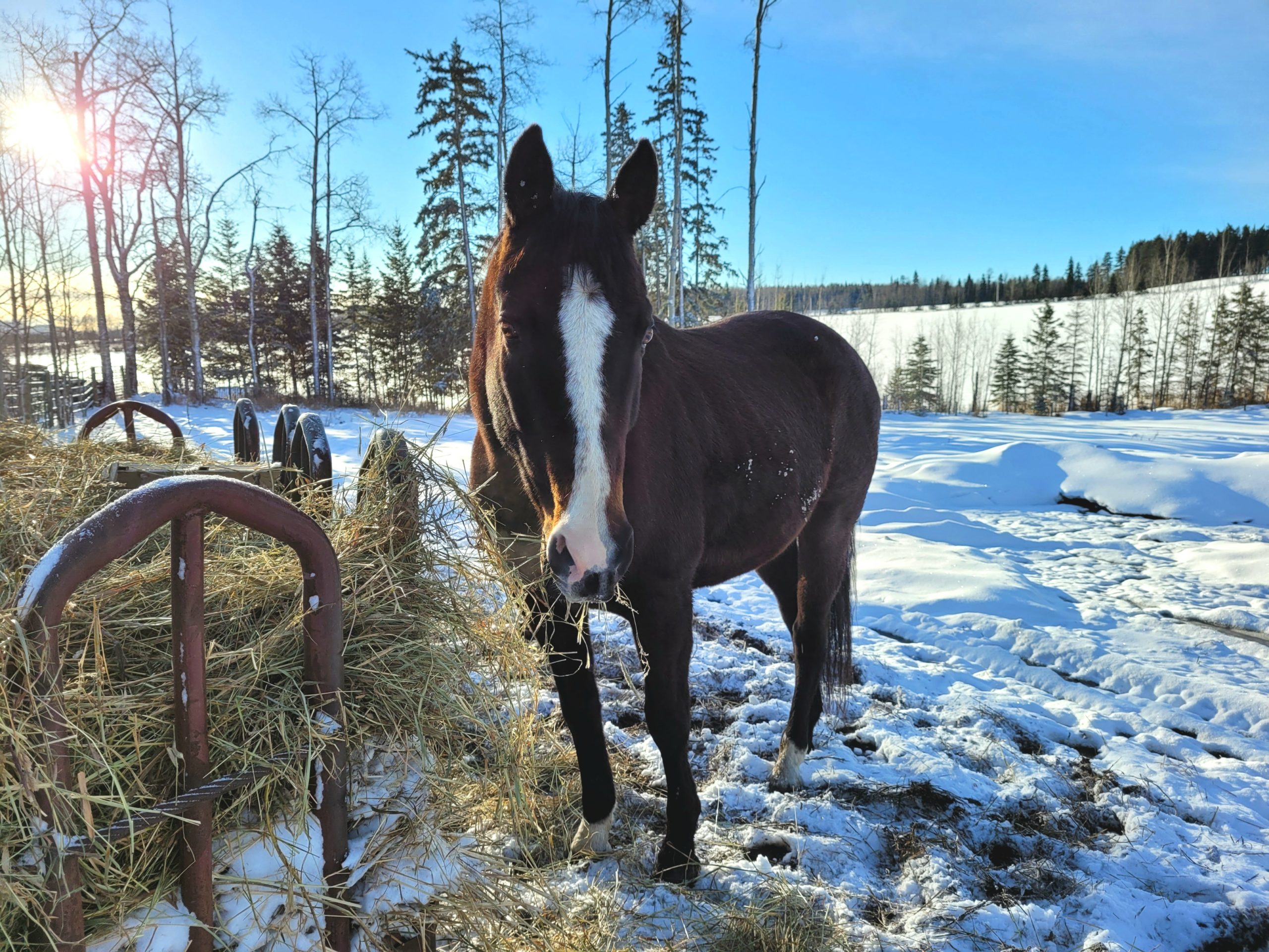 photo of a thoroughbred horse eating hay from a round feeder in a snowy paddock