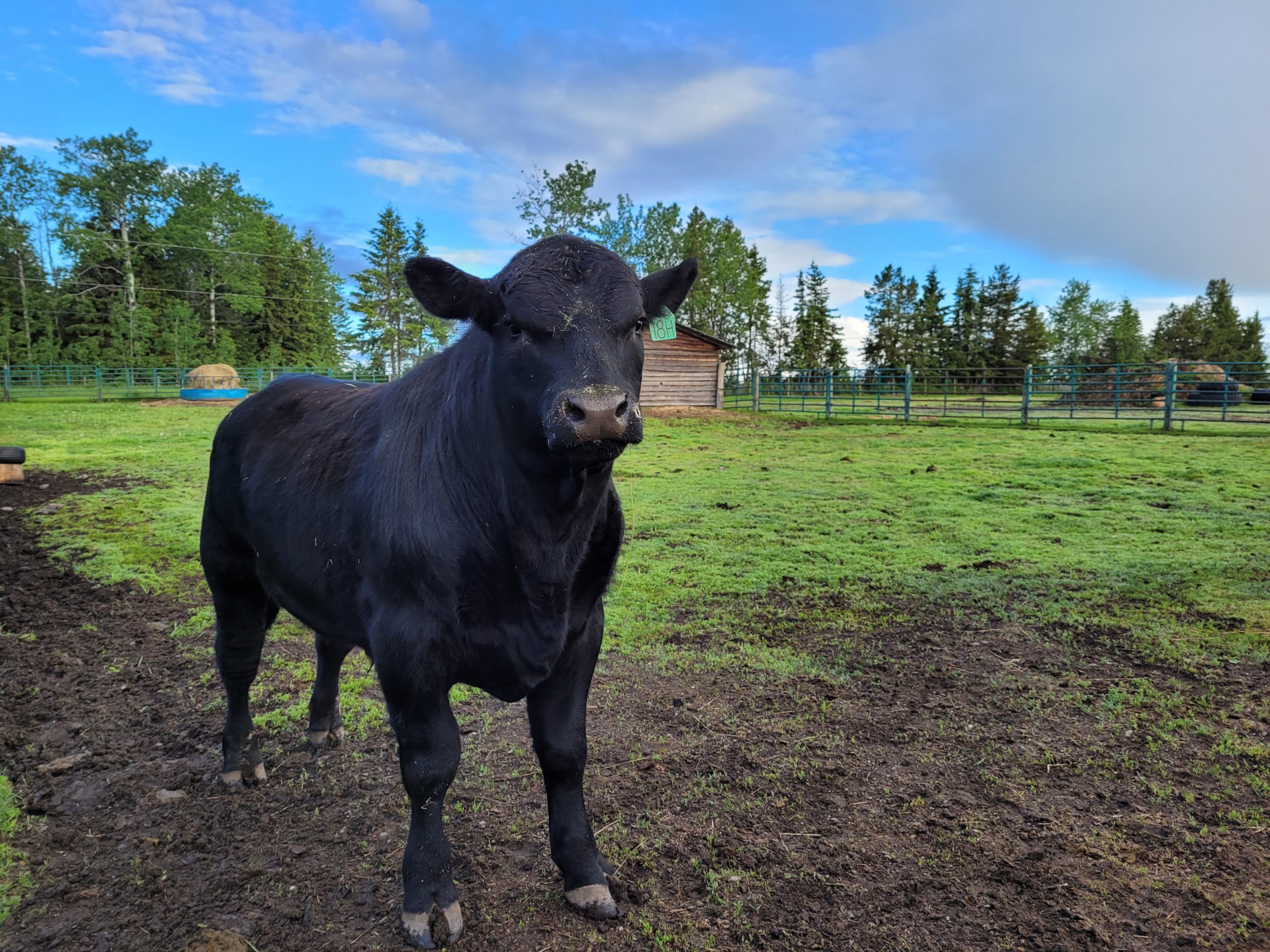 photo of a black angus bull in a paddock