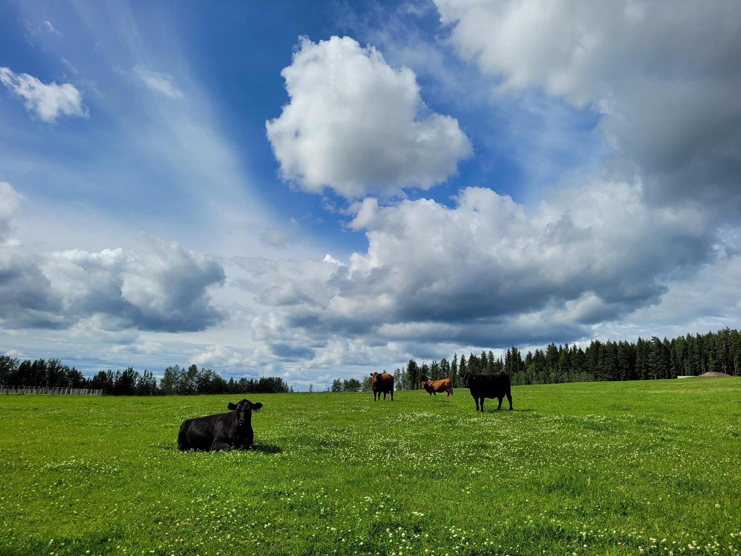 photo of two black and two red angus cows in a big green field under a blue sky and big fluffy white clouds