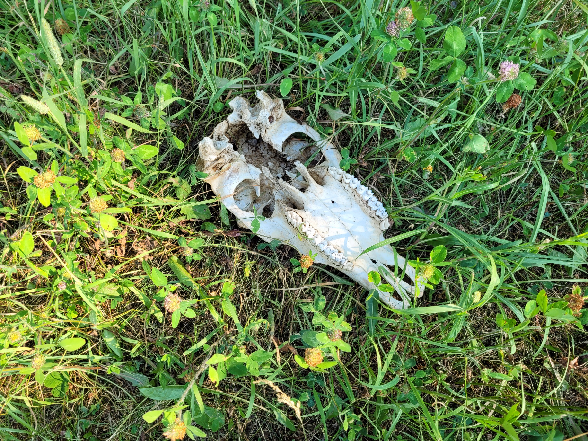 photo of a bleached cow skull nestled in green grass