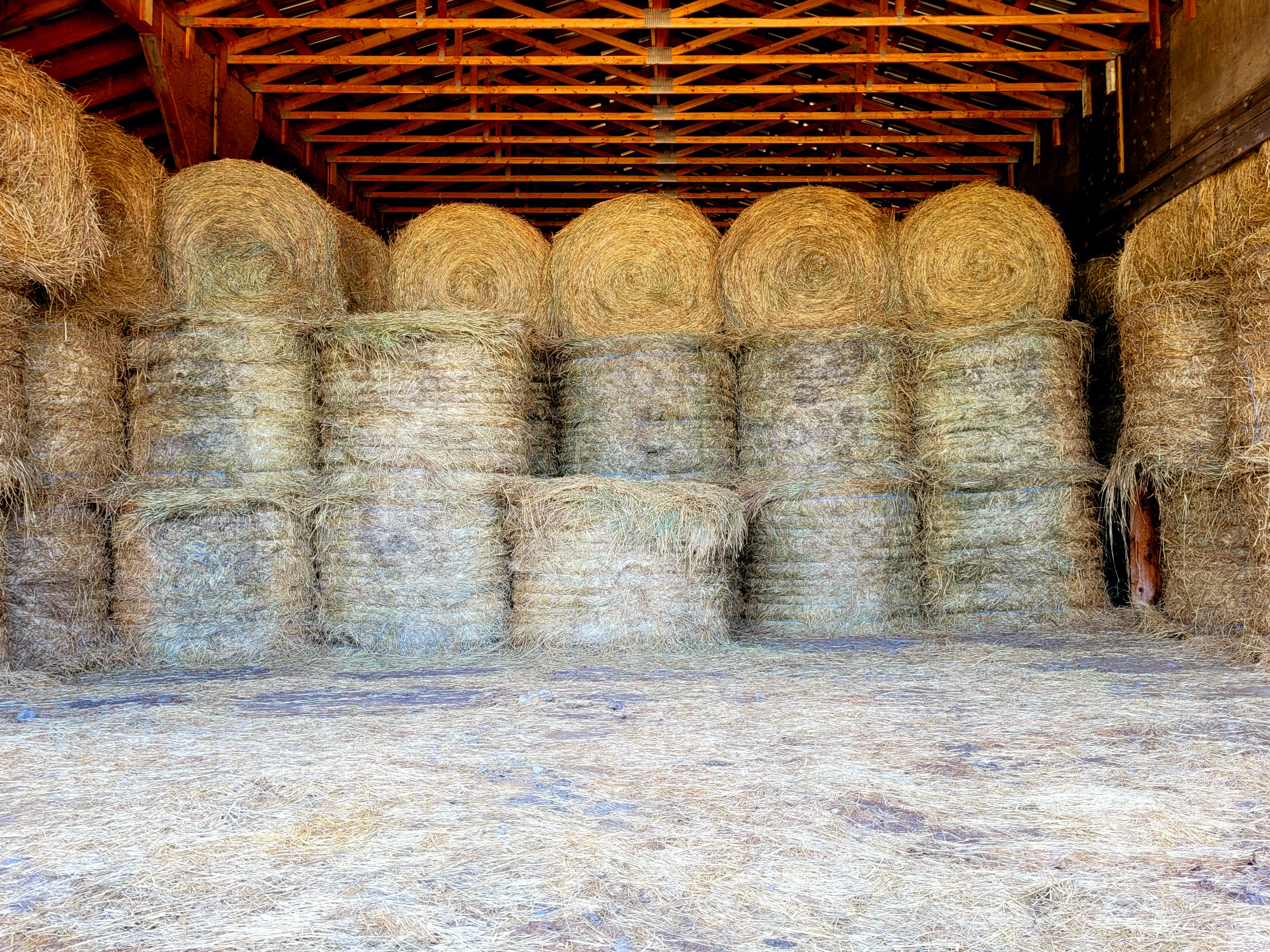 photo of many giant round bales in a tall hay shed