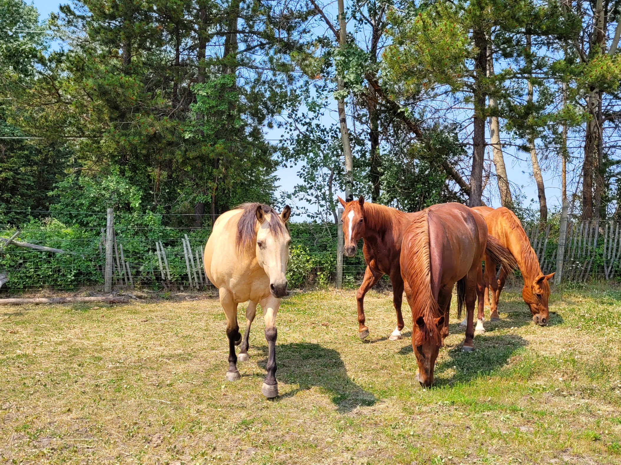photo of four quarter horses in a sunny paddock
