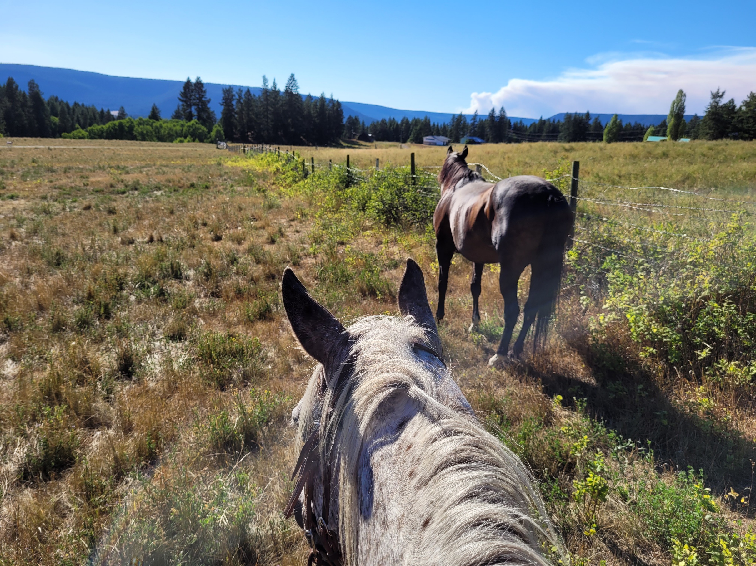 photo of an Appaloosa and a bay thoroughbred walking in the sun, taken from atop the Appy's back