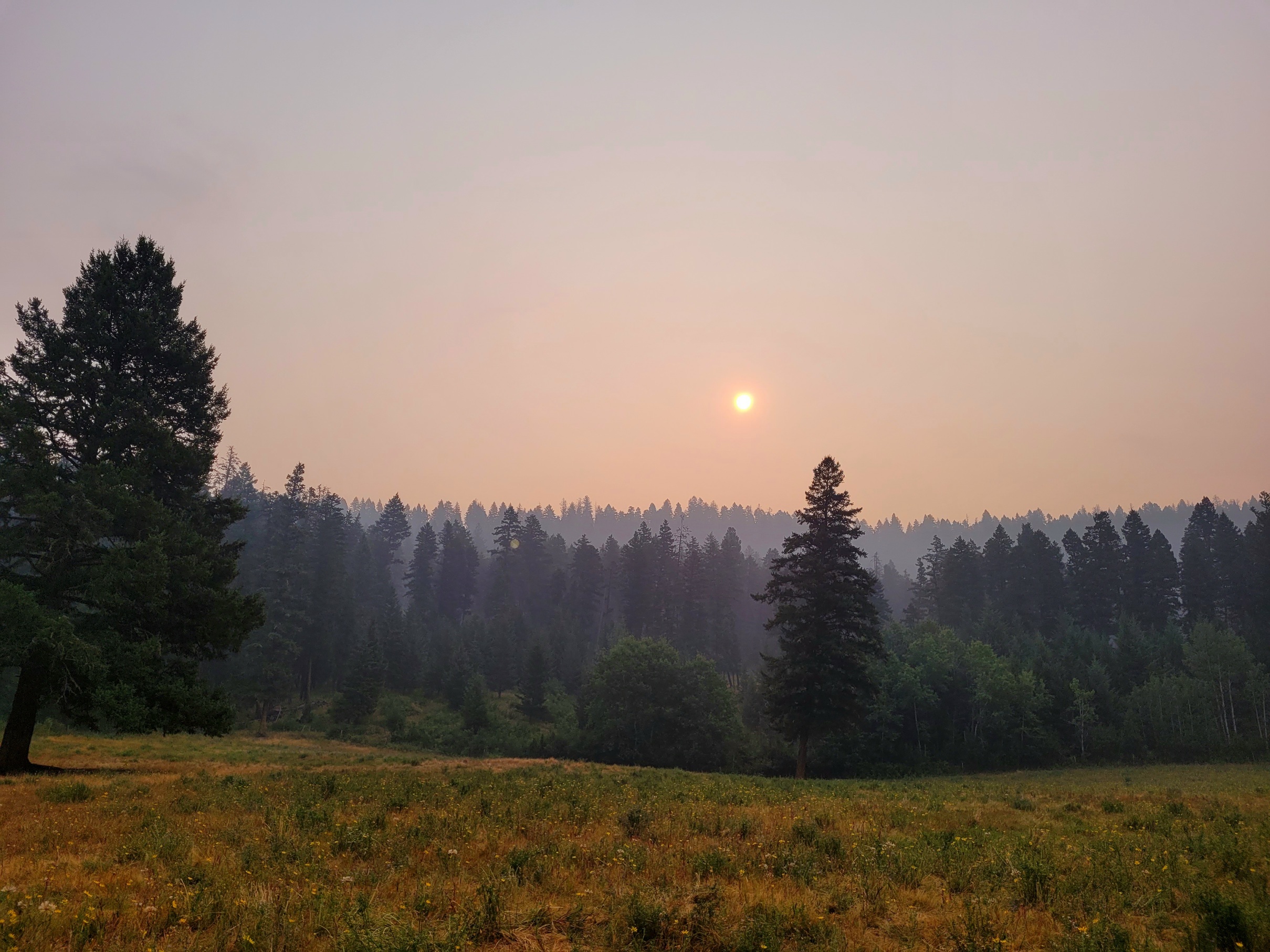photo of a smoky orange-tinted sky over a line of trees in the distance